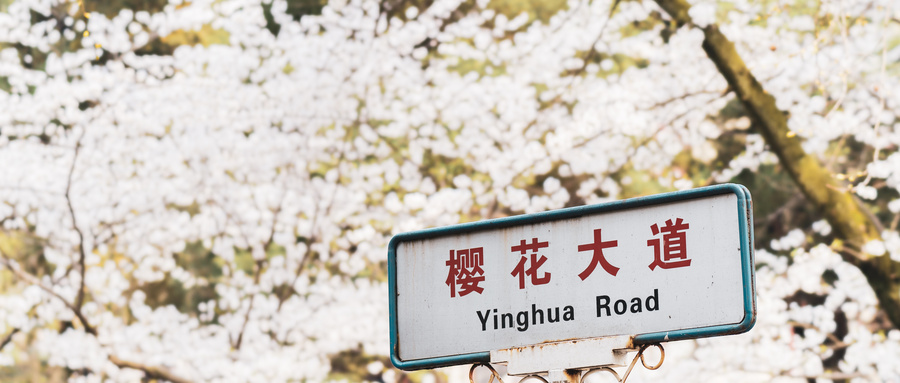 樱花大道
